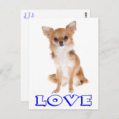 Love Long Cheveux Chihuahua Chiot Carte postale (Devant / Derrière)