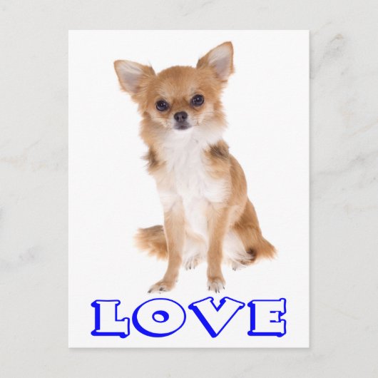Love Long Cheveux Chihuahua Chiot Carte postale (Devant)
