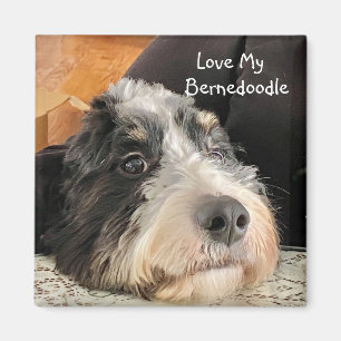 Love My Bernedole Magneet