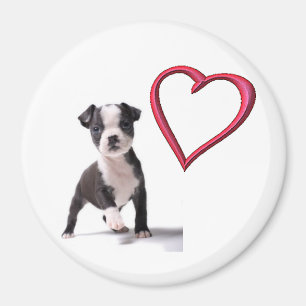 Love My Boston Puppy Dog Magnet Magneet