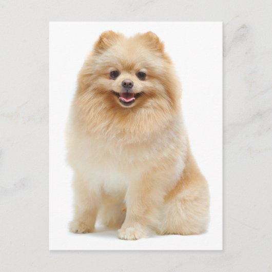 Love Pomeranian Chien Chien Chien Vierge Carte pos (Devant)