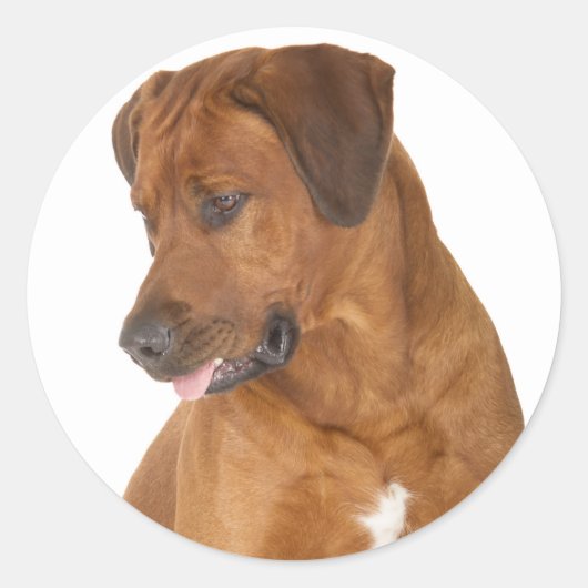 Love Rhodesian Ridgeback Puppy Dog Stickers (Voorkant)