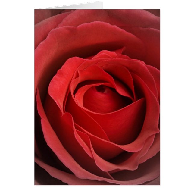 Love Roos Card (Voorkant)