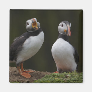 Love Song Puffins Magneet