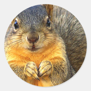 Love Squirrel_ Ronde Sticker