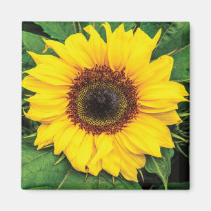 Love Sunflower Magnet Magneet