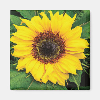 Love Sunflowers Magnet