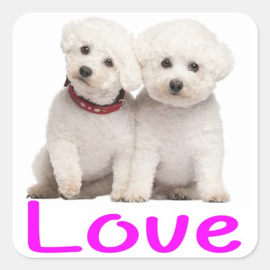 Love White Bichon Frise Puppy Dog Stickers (Voorkant)