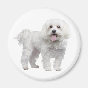 Love White Maltese Puppy Dog Fridge Magnet Magneet
