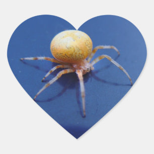 Love Wildlife Stickers - Oranje Orb Spinner Spider