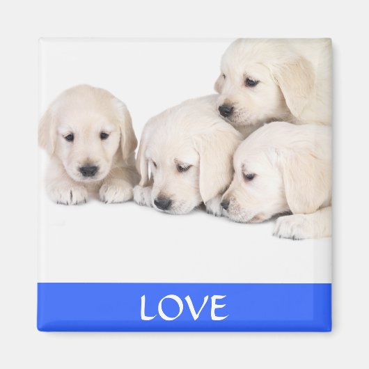 Love Yellow Labrador Retreiver Puppies Magnet (Devant)