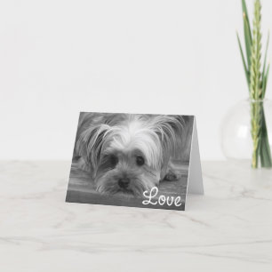 Love Yorkshire Terrier Puppy Dog Blank Kaart