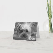 Love Yorkshire Terrier Puppy Dog Blank Kaart (Voorkant)