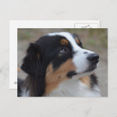 Loveable Australian Shepherd Briefkaart (Voorkant / Achterkant)