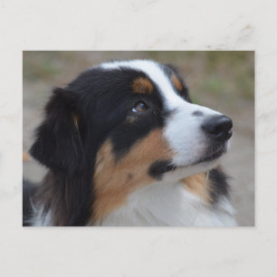 Loveable Australian Shepherd Briefkaart