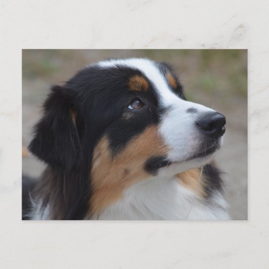 Loveable Australian Shepherd Briefkaart (Voorkant)