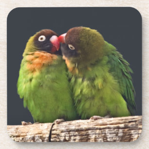Lovebird Kus Set van 6 Onderzetters
