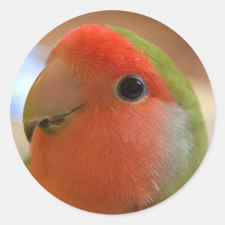 Lovebird sticker