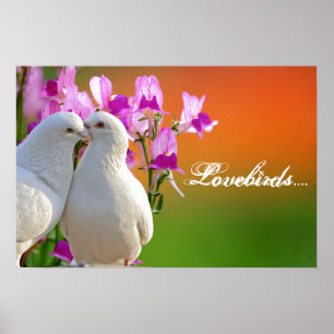 Lovebirds, twee duiven in liefde, mooie achtergron poster