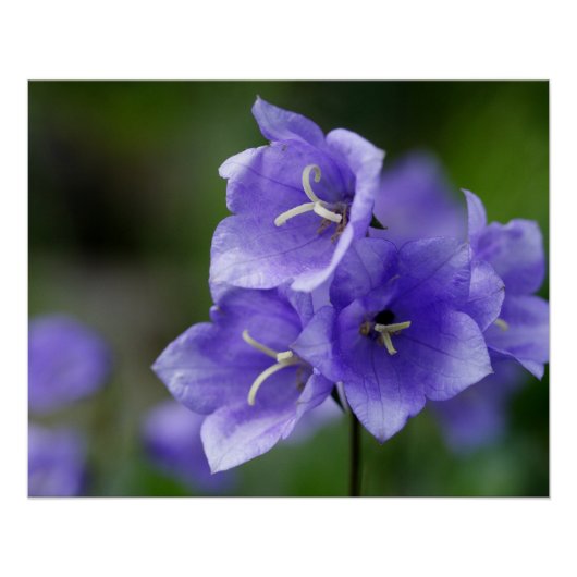 Lovely Bellflower Campanula Perfect Poster (Voorkant)