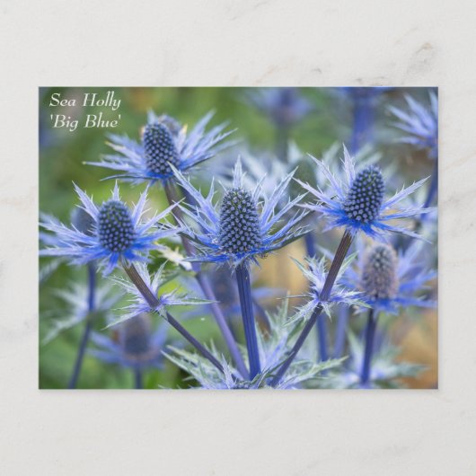 Lovely Blue Zee Holly Floral Briefkaart (Voorkant)