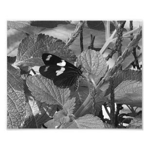 Lovely Butterfly on Leaf in Black and White Foto Afdruk