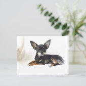 Lovely chihuahua Carte postale (Debout devant)