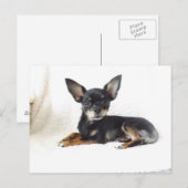Lovely chihuahua Carte postale (Devant / Derrière)