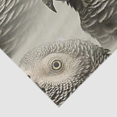 Lovely Congo African Grey Parrot Tissuepapier (Detail)