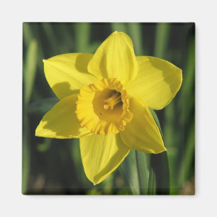 Lovely Daffodil Magneet