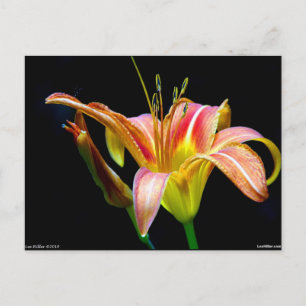 Lovely Daylily II Apparel en Gifts Briefkaart