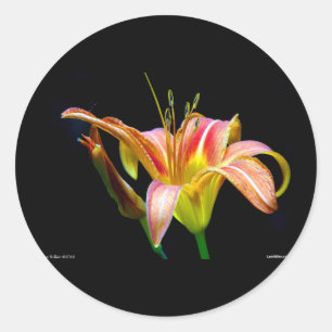 Lovely Daylily II Apparel en Gifts Ronde Sticker