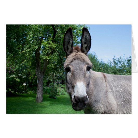 Lovely Donkey Portret (Voorkant Horizontaal)