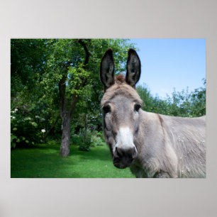 Lovely Donkey Portret Poster