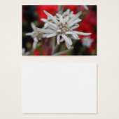 Lovely Edelweiss Leontopodium nivale (Devant & derrière)