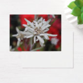 Lovely Edelweiss Leontopodium nivale (Bureau)