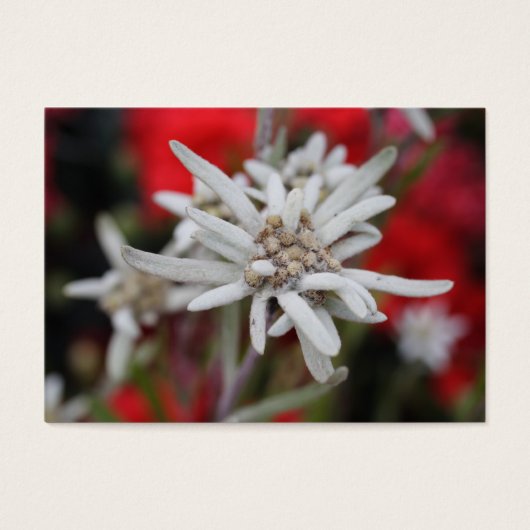 Lovely Edelweiss Leontopodium nivale (Devant)