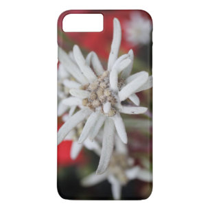 Lovely Edelweiss Leontopodium nivale iPhone 8 Plus / 7 Plus Hoesje