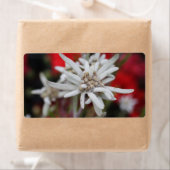 Lovely Edelweiss Leontopodium nivale Etiket (Insitu)