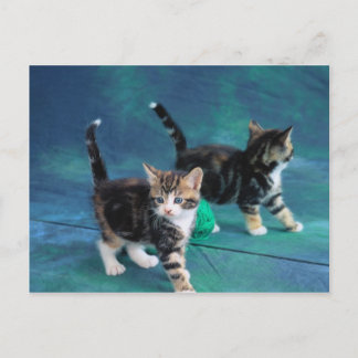 Lovely Kitten 61 Briefkaart