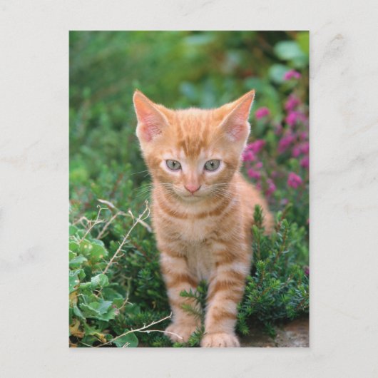 Lovely Kitten 7 Briefkaart (Voorkant)
