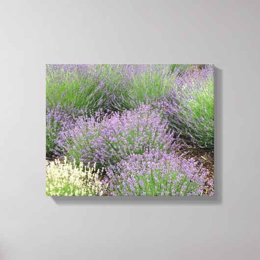 Lovely Lavender Canvas Afdruk (Voorkant)