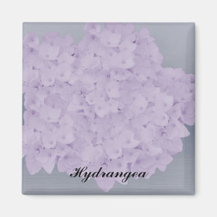 Lovely Lavender Hydrangea Magnet