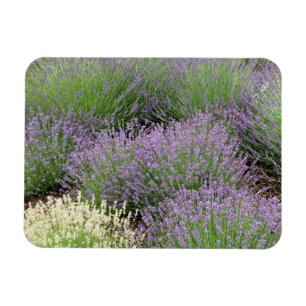Lovely Lavender Magneet