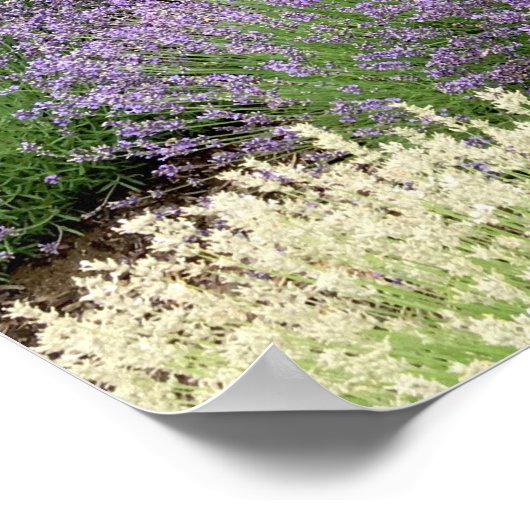 Lovely Lavender Poster (Hoek)