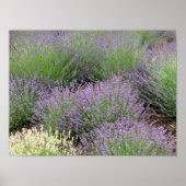 Lovely Lavender Poster (Voorkant)