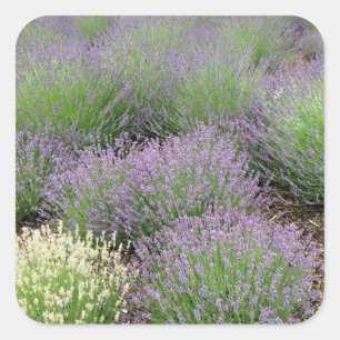 Lovely Lavender Vierkante Sticker