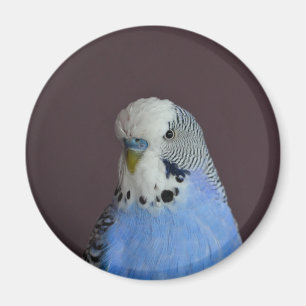 Lovely Macro Budgie Bird Magneet