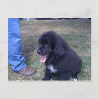 Lovely Newfie puppy (hondenras Newfoundland) Briefkaart