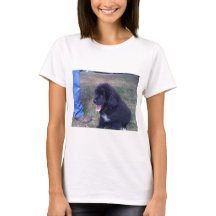 Lovely Newfie puppy (hondenras Newfoundland)